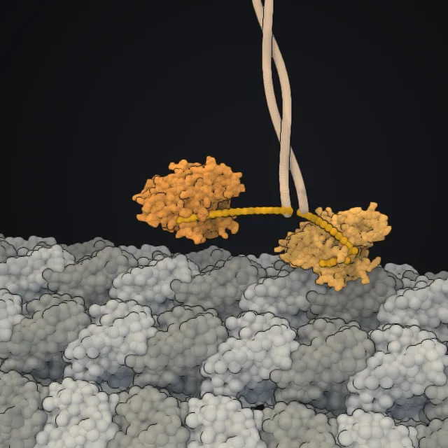 Kinesin, rendered from PDB coordinates