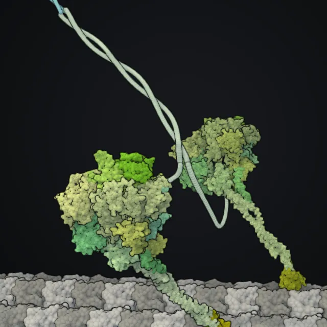 Dynein, rendered from PDB coordinates