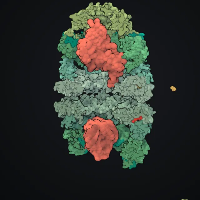 GroEL–GroES, rendered from PDB coordinates
