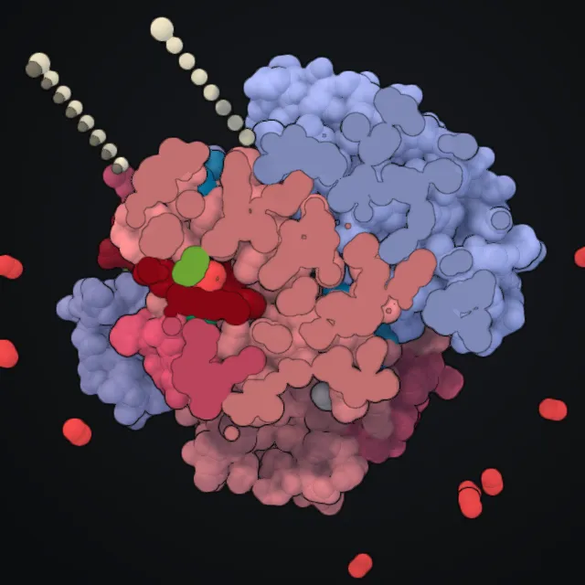 Hemoglobin, rendered from PDB coordinates
