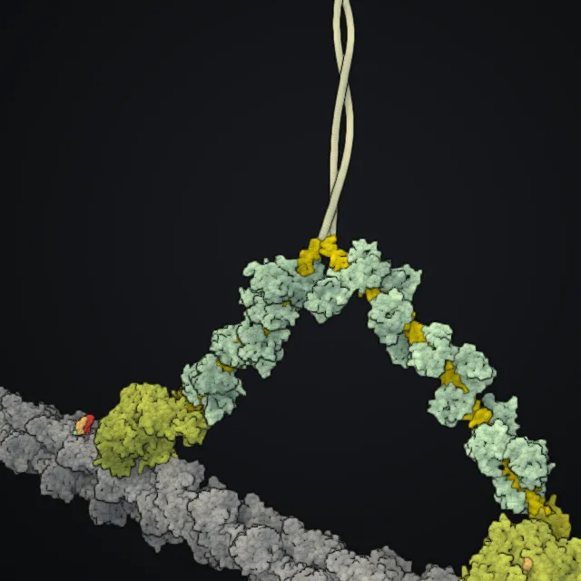 Myosin, rendered from PDB coordinates