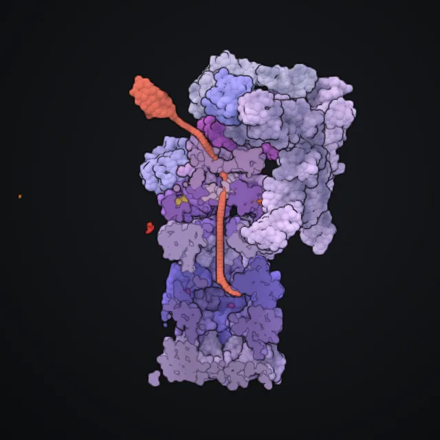 Proteasome, rendered from PDB coordinates