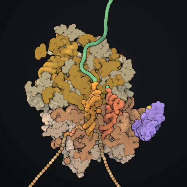 Ribosome, rendered from PDB coordinates