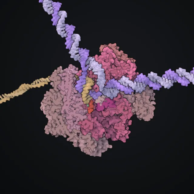 RNA polymerase II, rendered from PDB coordinates