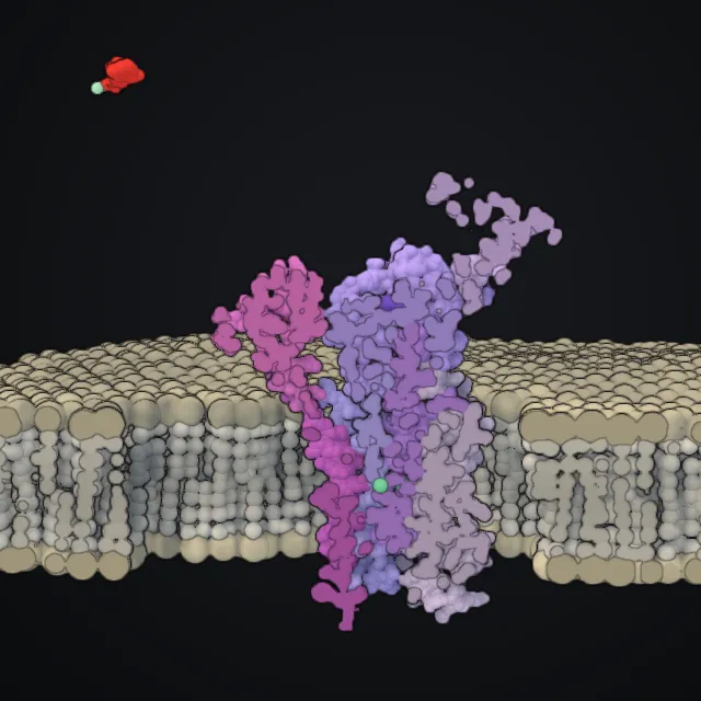SERCA calcium pump, rendered from PDB coordinates